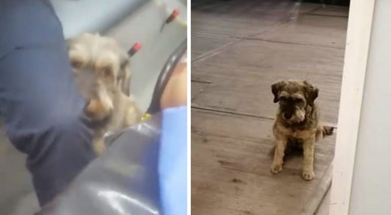 Juan, il cagnolino che ha rincorso l’ambulanza per potersi prendere cura del suo proprietario