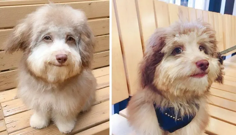 L’adorabile cagnolino che ha un volto unico, simile a quello umano