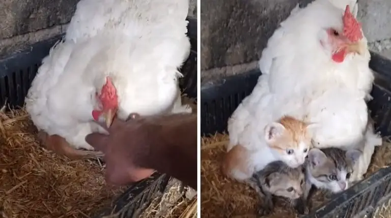 Un ragazzo ha sorpreso la propria gallina mentre si prendeva cura di tre gattini orfani e ha ripreso la scena in un video che è diventato virale
