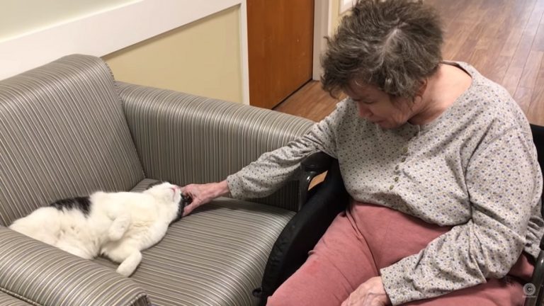 Un gatto ha trovato un posto di lavoro fisso in una casa di riposo per anziani