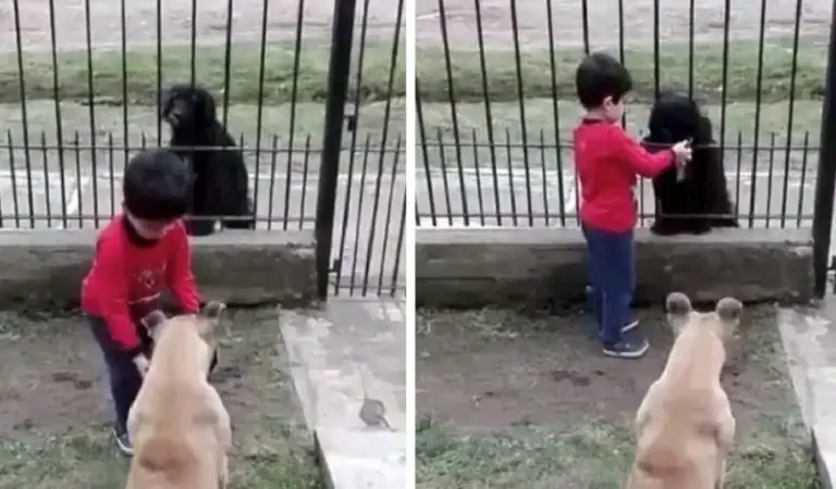 Un bimbo viene filmato mentre dà da mangiare ad un cane randagio il cibo del proprio cane