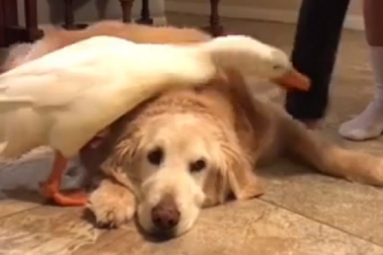 Il simpatico video di un’anatra gelosa che non permette al suo proprietario di accarezzare il suo amico cane