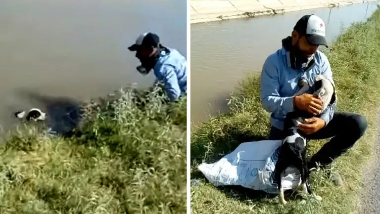 Un cane che era rimasto intrappolato in un canale ha ringraziato con l’abbraccio più dolce l’uomo che l’ha salvato