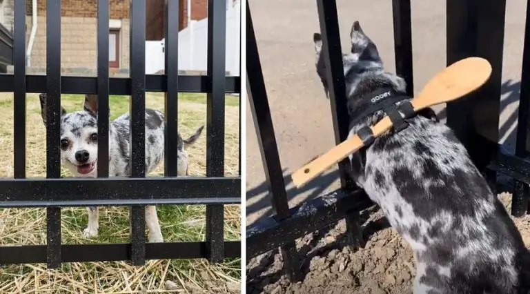 Una donna ha superato in astuzia il proprio cane che cercava sempre di sgattaiolare fuori dal cancello