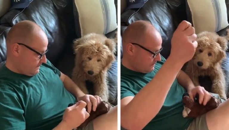 Un cagnolino preoccupato osserva il suo amico mentre esegue un “intervento chirurgico” per salvare il suo giocattolo preferito