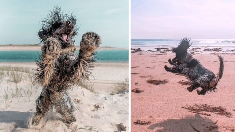 Questo simpatico cagnolino mostra a tutti la sua felicità ogni volta che va in spiaggia