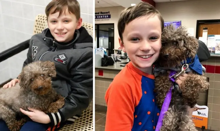 Un bambino si è recato in un rifugio e ha deciso di adottare il cane più anziano