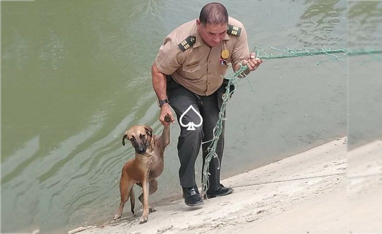 Un poliziotto eroe non ci ha pensato due volte ed ha salvato un cagnolino che era caduto in un pericoloso canale