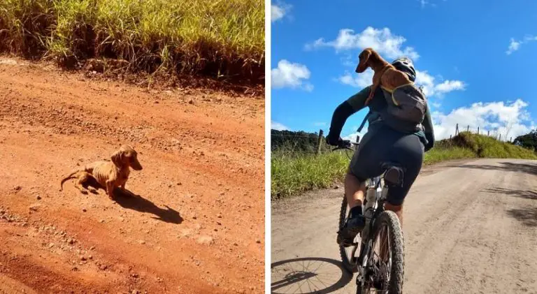 Due ciclisti hanno trovato un cane randagio in mezzo al nulla e lo hanno portato a casa insieme a loro