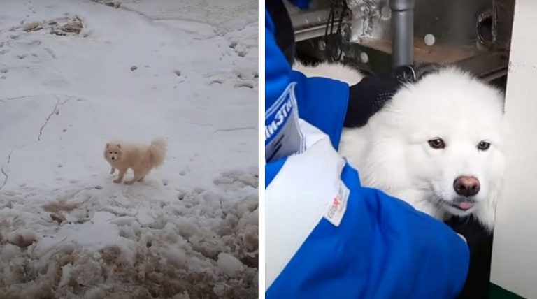 Dei marinai hanno salvato una cagnolina che si era persa e che vagava da una settimana nel gelido Artico