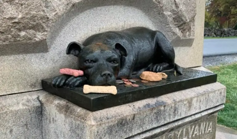 Le persone continuano a lasciare ossi e altri regali sul monumento di questa eroica cagnolina