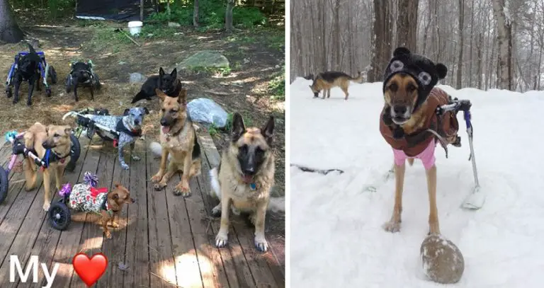Una donna ha adottato 6 cani con bisogni speciali e ha cambiato completamente la loro vita