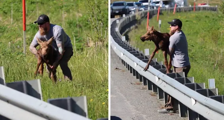 Un uomo ha aiutato un cucciolo di alce esausto ad attraversare la strada per raggiungere sua madre