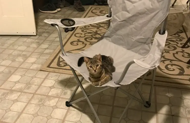 Un uomo torna a casa e trova un gatto che lo aspetta seduto sulla sua sedia, ma lui non ha un gatto