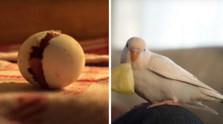 Un uomo ha trovato un uovo abbandonato e lo ha aiutato a trasformarsi in un adorabile uccellino