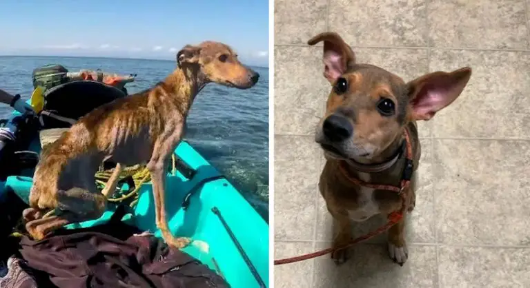 Un fotografo ha trovato un cagnolino abbandonato su un’isola deserta in Belize e lo ha salvato