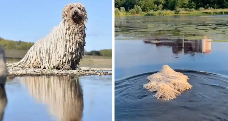 Una cagnolona simile ad un mocio nuota nel lago e grazie ad un video diventa una vera celebrità