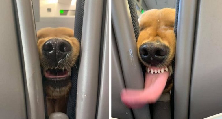 Questo amichevole cagnolino sa esattamente come fare per intrattenere i passeggeri durante un lungo volo