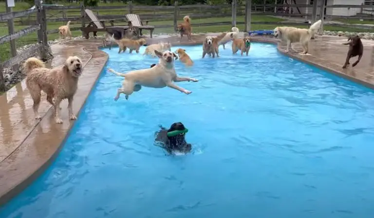 Questi cani giocano e si divertono nella piscina a forma di osso dell’asilo per cani