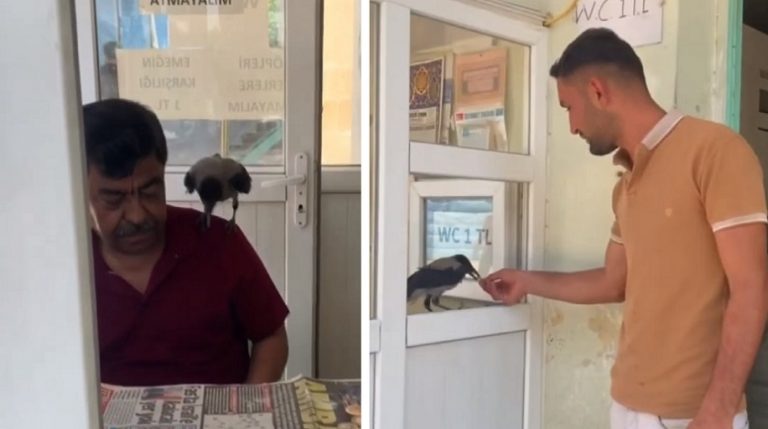 Un corvo ringrazia l’uomo che lo ha salvato lavorando come suo assistente