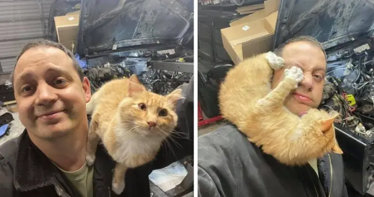 Un uomo trova una gattina amichevole nel suo garage mentre ripara la propria auto