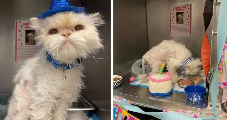 Un rifugio ha organizzato una festa di compleanno per un gatto di 19 anni per aiutarlo ad essere adottato
