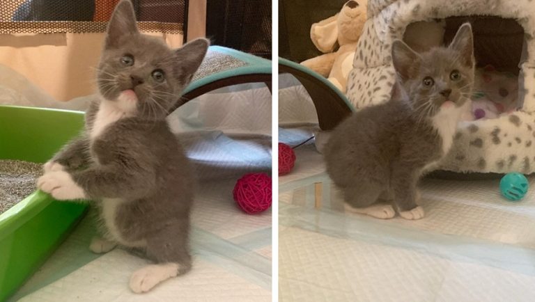 Un gattino che è nato senza coda e che salta come un coniglietto è riuscito a trovare la casa dei suoi sogni