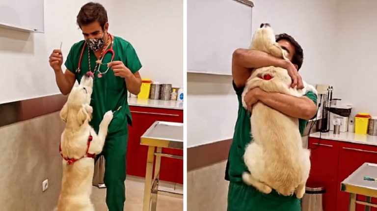Questo veterinario ha un modo adorabile per fare le iniezioni e i cani non se ne accorgono nemmeno