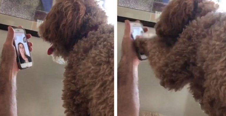 La cagnolina da assistenza riceve una videochiamata dalla sua migliore amica e la sua reazione è dolcissima