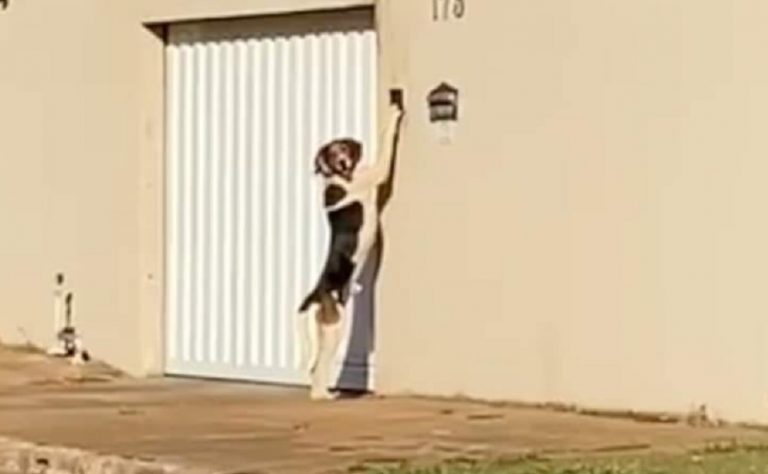 Il video del cane che si mette su due zampe e suona il campanello di casa per farsi aprire