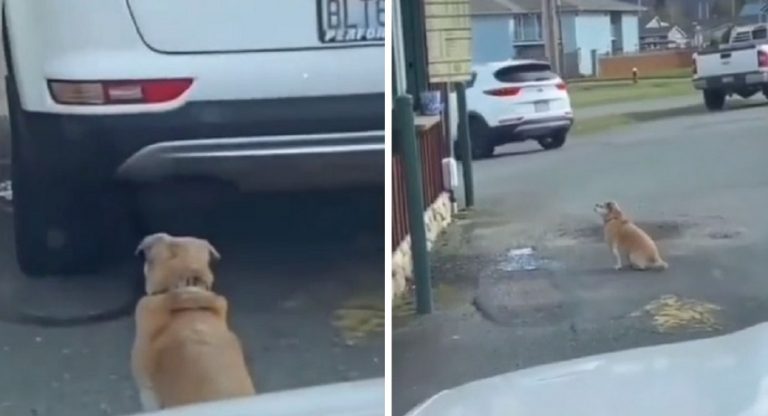 Un cagnolino fa la fila e aspetta il proprio turno tra le auto per avere la sua razione di cibo