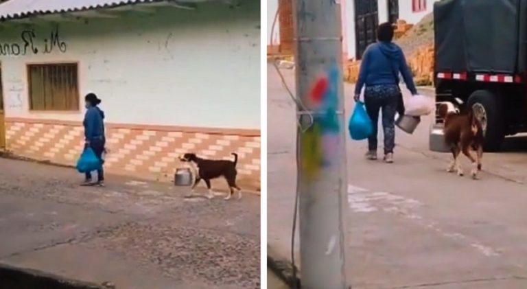 Un cagnolino viene filmato mentre aiuta la sua proprietaria a portare la spesa a casa