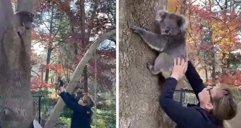 Una donna ha aiutato una mamma koala preoccupata a ricongiungersi con il suo cucciolo