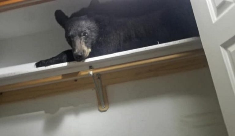I proprietari di casa vengono svegliati all’alba da degli strani rumori e trovano un orso che dorme nel loro armadio
