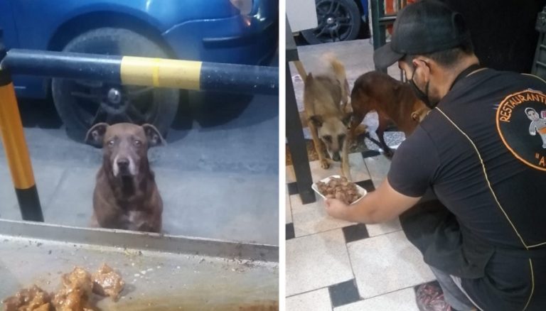 Il proprietario di un ristorante prepara un pasto per ogni cane randagio che lo va trovare