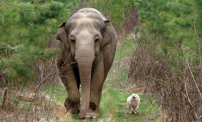 Tarra e Bella, un’elefantessa e una cagnolina ospiti in un santuario che sono state migliori amiche fino alla fine