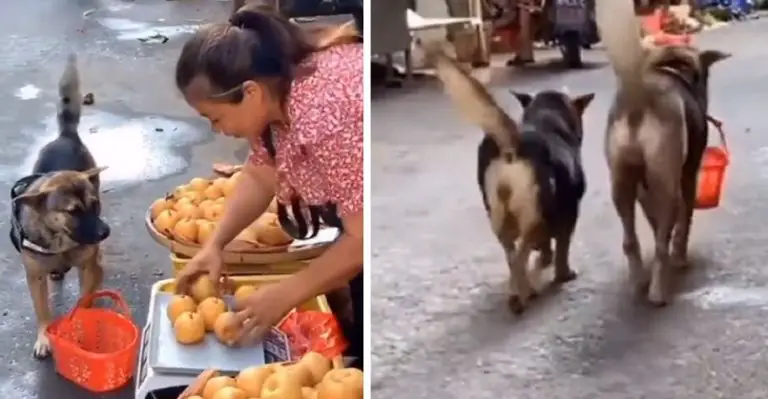 Una cagnolina è andata al mercato a comprare delle mele ed ha evitato di essere “truffata”