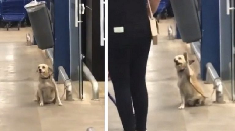 Un cagnolino viene filmato mentre saluta tutte le persone che passano davanti al supermercato