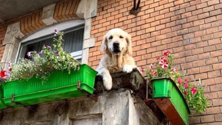 Questa “cagnolina sul balcone” è diventata un’attrazione per i turisti di questa città