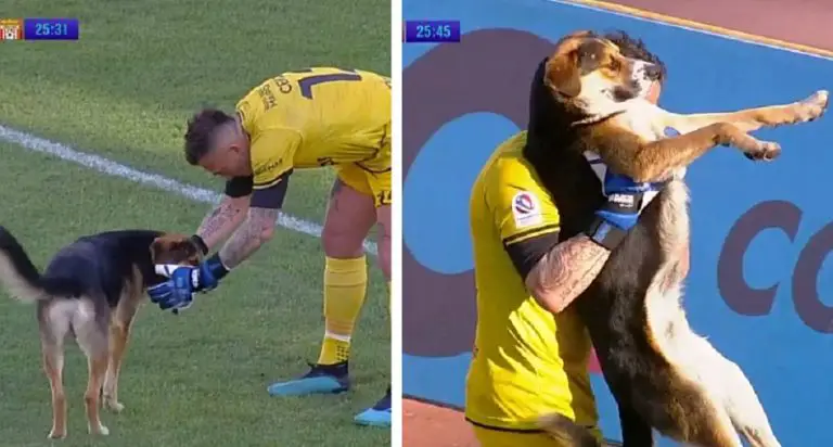 Un cagnolino interrompe una partita di calcio e viene portato in braccio fuori dal campo
