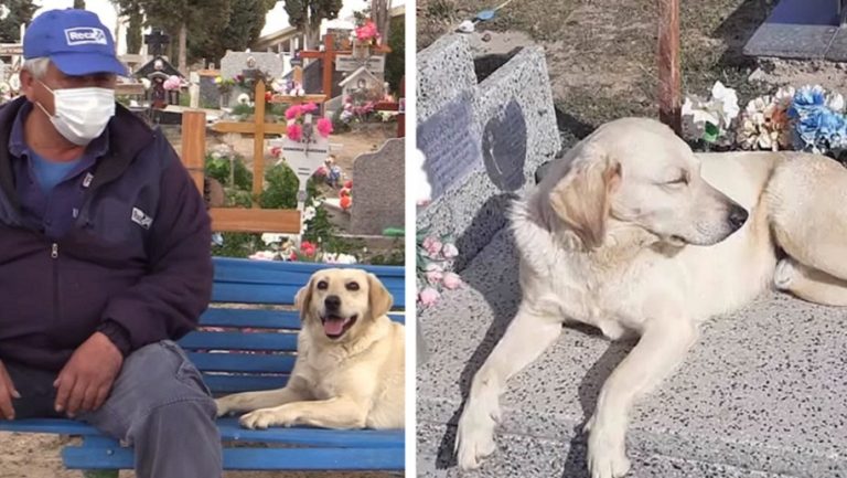 Questo cane non ha più lasciato il cimitero dopo che il suo proprietario è venuto a mancare e da allora conforta tutte le persone che passano di lì