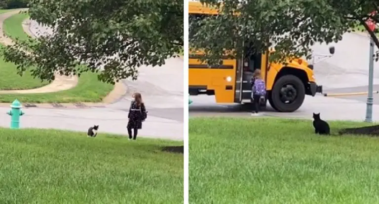 Il gattone che accompagna tutti i giorni la sua piccola amica alla fermata dello scuolabus
