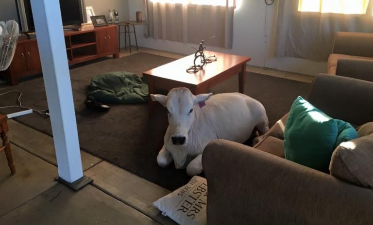 Questa mucca pensa di essere un cane e quando i suoi proprietari sono fuori casa li aspetta in soggiorno