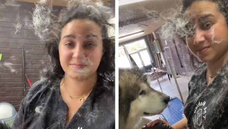 Una donna ha mostrato in un video cosa significa realmente essere un toelettatore per cani