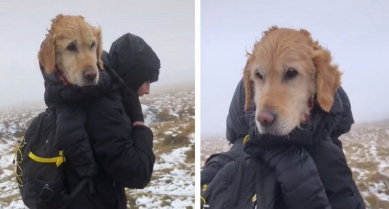 Due escursionisti hanno salvato una cagnolina che si era persa da due settimane su una montagna innevata