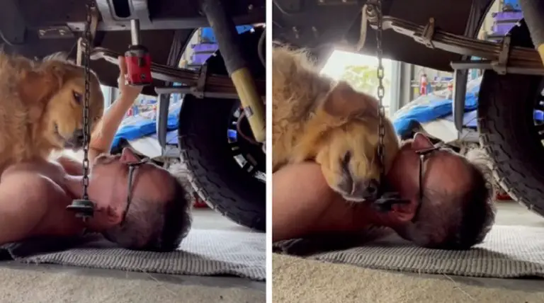 Questa cagnolina si è messa sotto all’auto per farsi abbracciare dal suo proprietario che fa il meccanico