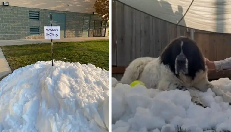 Hanno recuperato e accumulato della neve nel giardino di casa affinché la loro cagnolona potesse giocarci un’ultima volta
