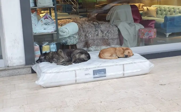 Un negozio di articoli per la casa si assicura che i cani randagi abbiano un posto accogliente dove dormire
