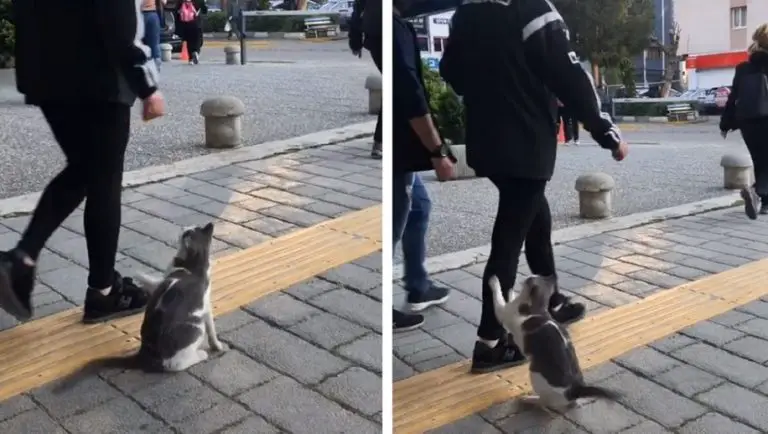 Questo gatto birichino fa i dispetti a tutte le persone che gli passano vicino (video)