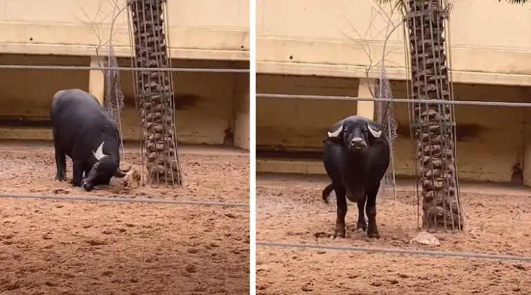 Un bufalo ha aiutato una tartaruga che si era capovolta girandola con le corna (Video)